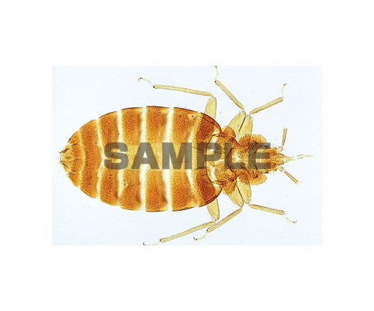 62 9213 31 プレパラート 寄生虫学総論 スモールセット 英語版 W Axel アズワン 62 9213 31 プレパラート 寄生虫学総論 スモールセット 英語版 W Axel アズワン