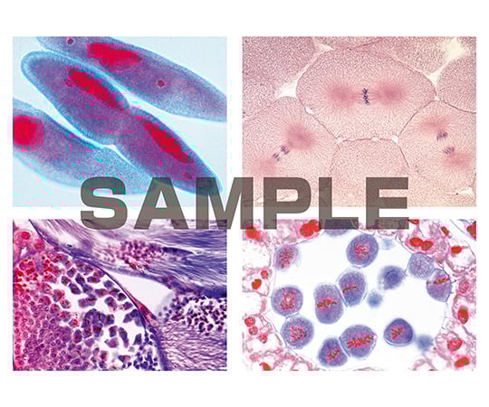 プレパラート 有糸分裂・減数分裂II 英語版 1セット（5枚入）