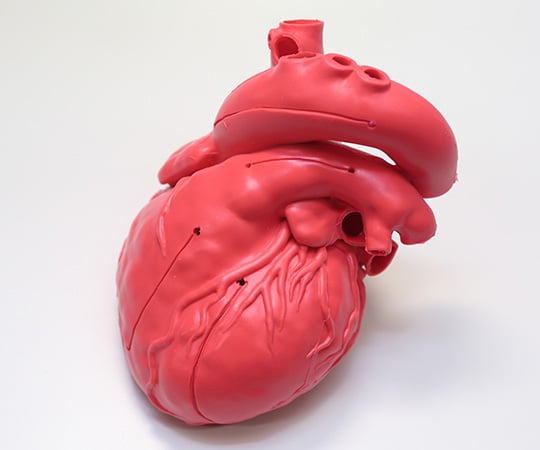 心臓模型の通販 【AXEL】 アズワン