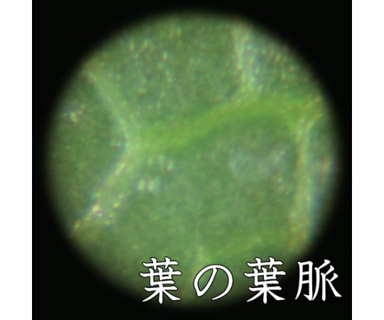ポケット顕微鏡 LP-33G