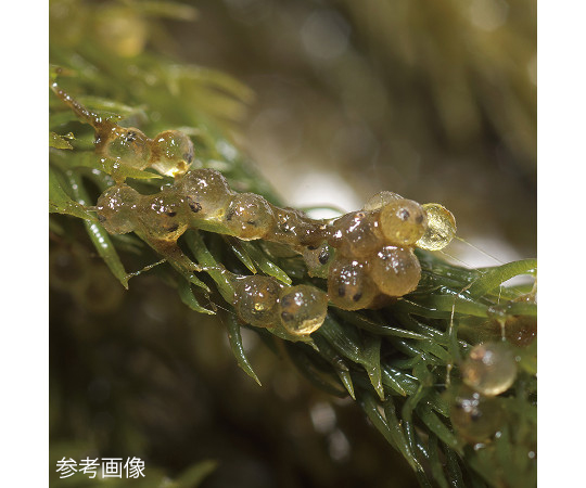 63 3329 54 メダカの浮く産卵藻 大 S 5781 Axel アズワン 63 3329 54 メダカの浮く産卵藻 大 S 5781 Axel アズワン