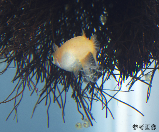 現在受注を停止している商品です メダカの棕櫚産卵床 大 S 5785 63 3329 57 Axel アズワン