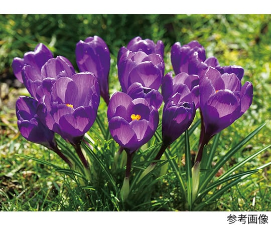 取扱を終了した商品です クロッカス 紫 8cm 球根 3038 63 5361 81 Axel アズワン 取扱を終了した商品です クロッカス 紫 8cm 球根 3038 63 5361 81 Axel アズワン