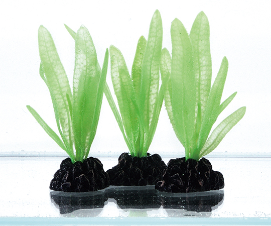 取扱を終了した商品です 癒し水景 ピュアプランツ チェーンアマゾン 63 6471 76 Axel アズワン 取扱を終了した商品です 癒し水景 ピュアプランツ チェーンアマゾン 63 6471 76 Axel アズワン