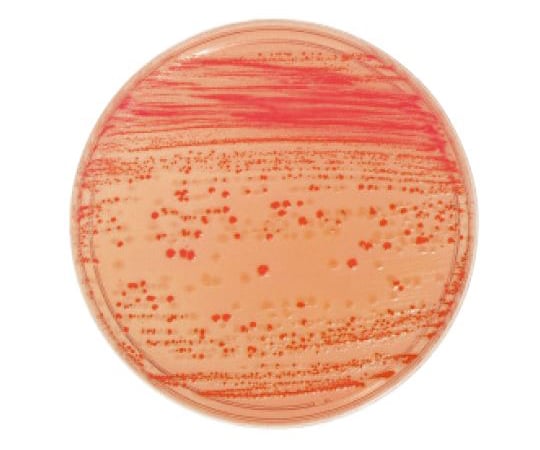 BD　BBL（TM）　マッコンキーⅡ寒天培地　100枚