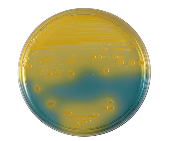 BD　BBL（TM）　BTB乳糖加寒天培地　100枚