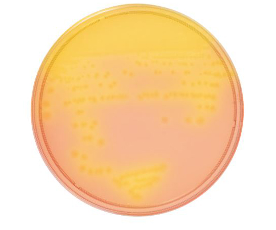 Incident ID: 1315e5ef-bohn-4170-ae6e-e44bb05af7e1                          IP Address : 219.104.25.38