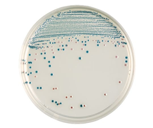 BD　BBL（TM）　CHROMagar（TM）　O157寒天培地　100枚