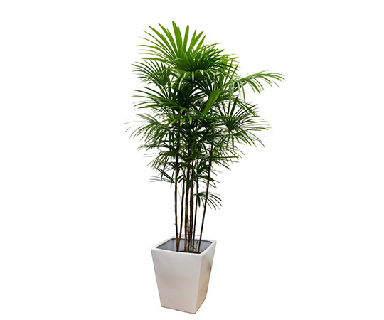 64 1165 74 67 観葉植物 シュロチク レンタル30日 6ヶ月契約 Axel アズワン 64 1165 74 67 観葉植物 シュロチク レンタル30日 6ヶ月契約 Axel アズワン