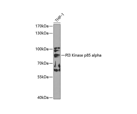 64-2338-31PI3Kinasep85alphaRabbitpAb100uL A0054