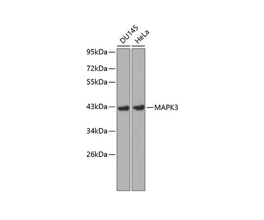 64-2341-23KO Validated ERK1 Rabbit pAbA0228