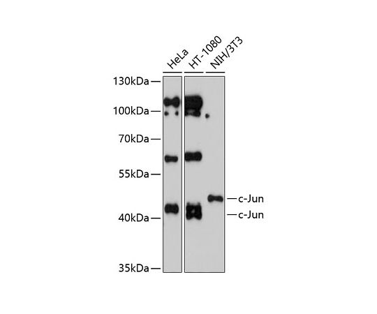 64-2341-93c-JunRabbitpAb100uL A0246