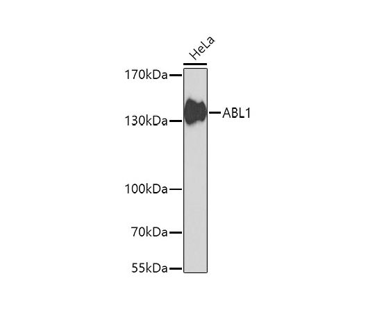64-2343-36ABL1RabbitpAb20uL A0282