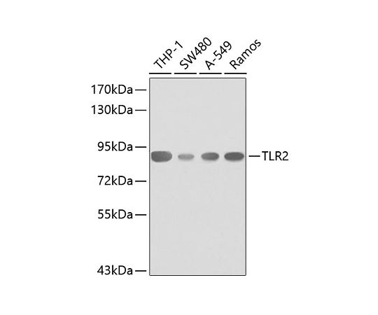 64-2344-90TLR2RabbitpAb50uL A0367