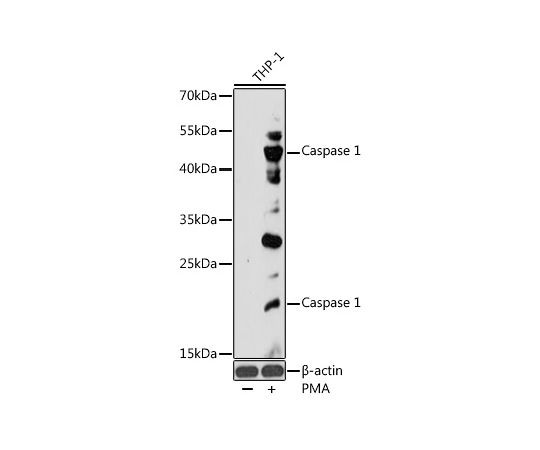 取扱を終了した商品です］Caspase-1 Rabbit pAb 200uL A0964 64-2352