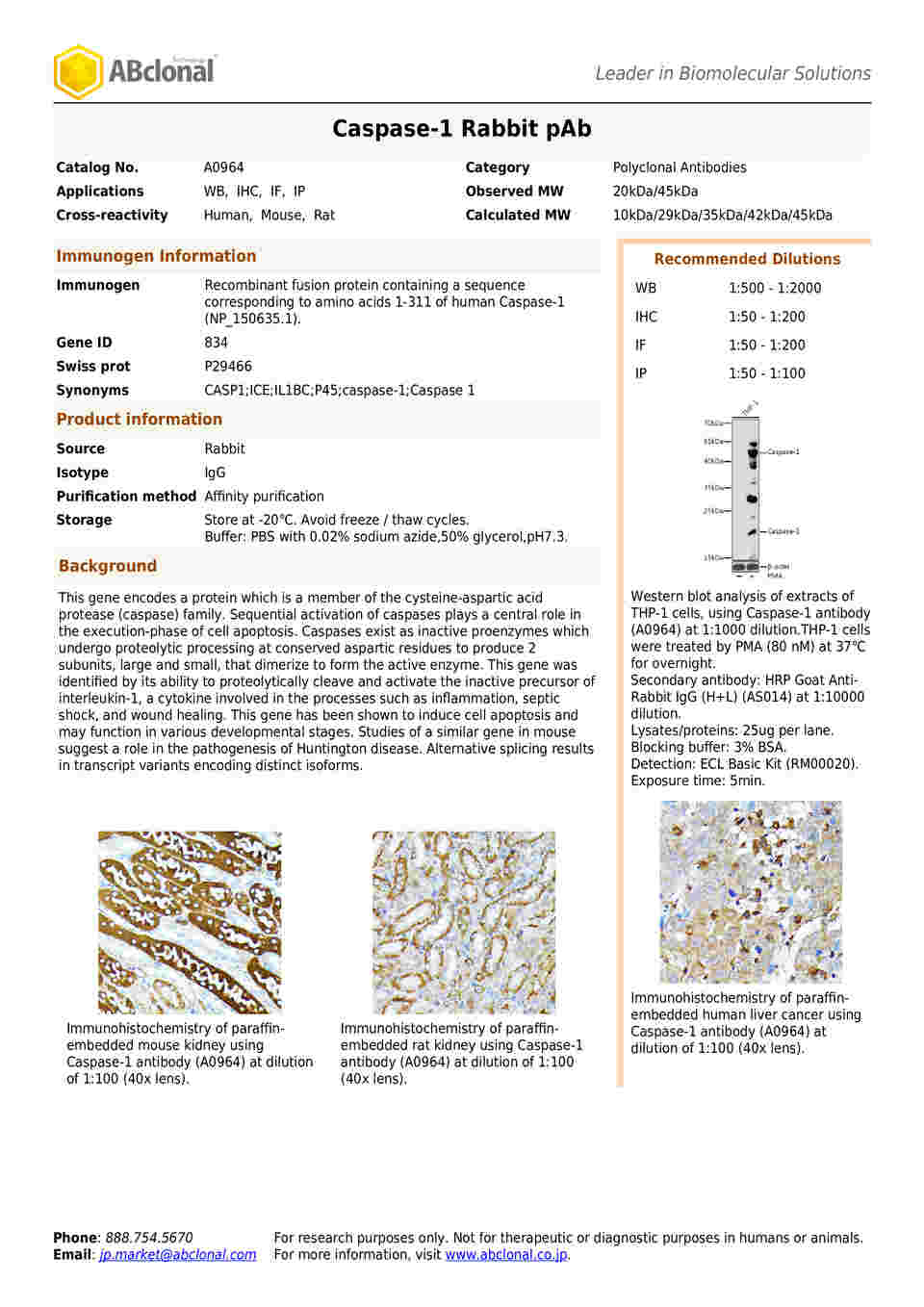 取扱を終了した商品です］Caspase-1 Rabbit pAb 100uL A0964 64-2352