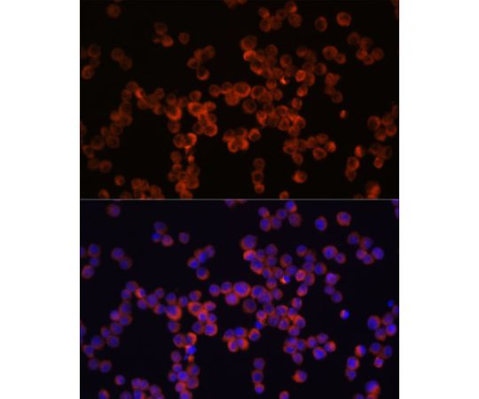 取扱を終了した商品です］Caspase-1 Rabbit pAb 100uL A0964 64-2352