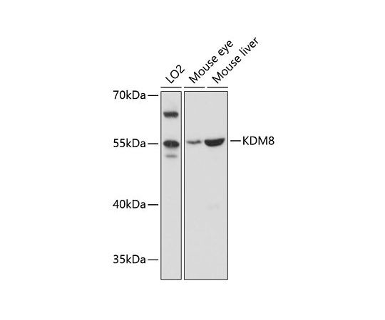 64 2392 91 Kdm8 Rabbit 保存版 0ul Pab A