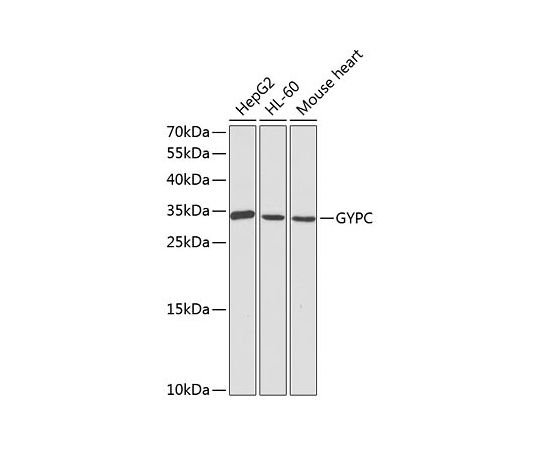 2021年激安 本物品質の 64-2411-56 Glycophorin C GYPC A1232 pAb Rabbit