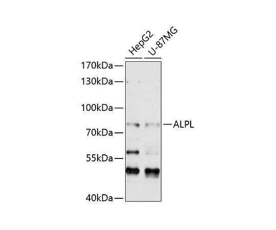 64-2414-23 Alkaline 【最新入荷】 Phosphatase ALPL A12396 pAb Rabbit ランキング総合1位