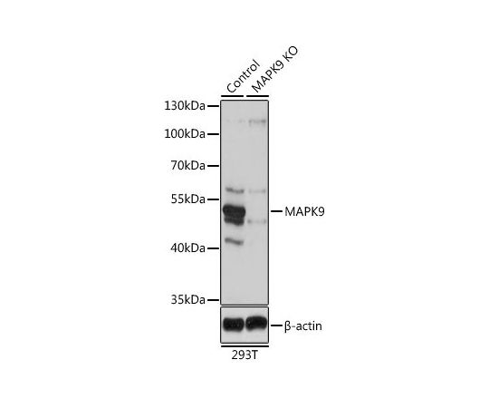 64-2418-71 KO Validated JNK2 Rabbit pAb A1251 アズワン 定番HOT