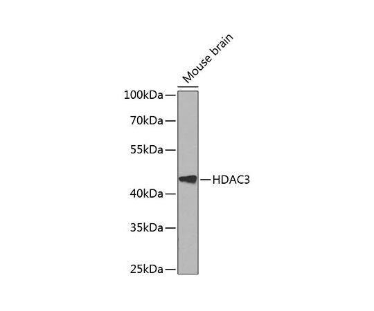 64-2420-04 HDAC3 Rabbit pAb 100uL A12542 アズワン 大得価定番