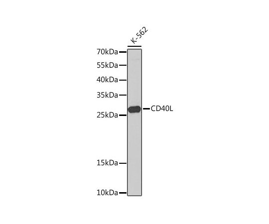64-2436-26 大規模セール CD40L Rabbit 50uL 最大96%OFFクーポン pAb A13002