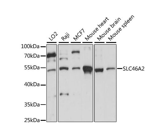 5 Off 64 2527 39 Slc46a2 Rabbit ul Pab A