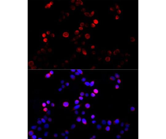 取扱を終了した商品です］Cyclin B1 Rabbit pAb 20uL A16038 64-4220