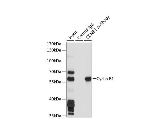 取扱を終了した商品です］Cyclin B1 Rabbit pAb 20uL A16038 64-4220