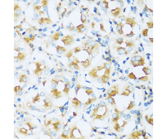 64-4245-27 APOD Rabbit pAb 200uL A16757 アズワン NEW国産