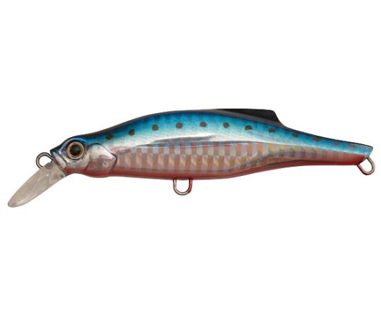 ピンテール　35　SRI　アカハライワシ