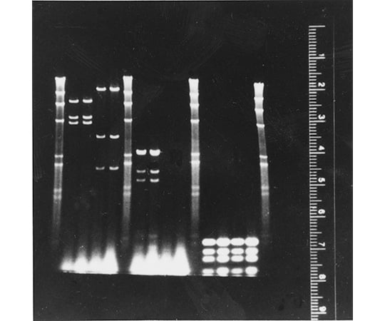 蛍光ルーラーキット
