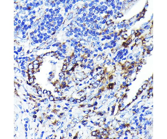 64-5440-69 CD9 Rabbit mAb 20uL A19027 アズワン 国産正規店