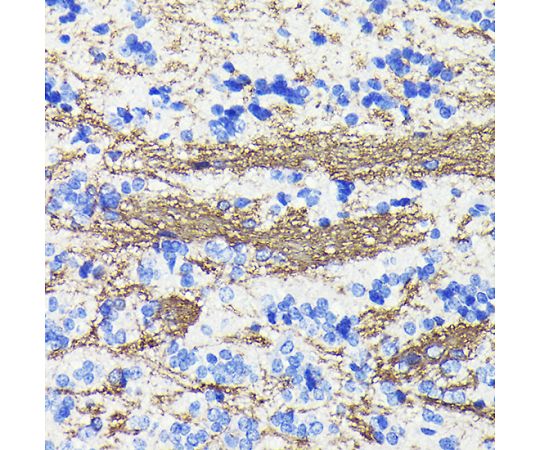 64-5440-98 CNPase Rabbit mAb 200uL A19033 アズワン 超激得人気