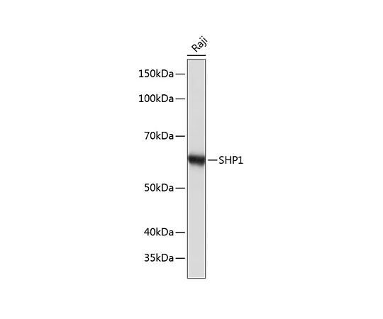 取扱を終了した商品です］SHP1 Rabbit mAb 20uL A19111 64-5444-37