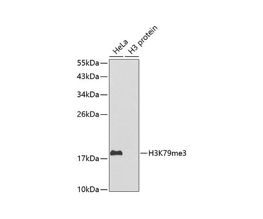 ご予約品 64-5470-01 TriMethyl-Histone H3-K79 Rabbit pAb 【福袋セール】 100uL A2369