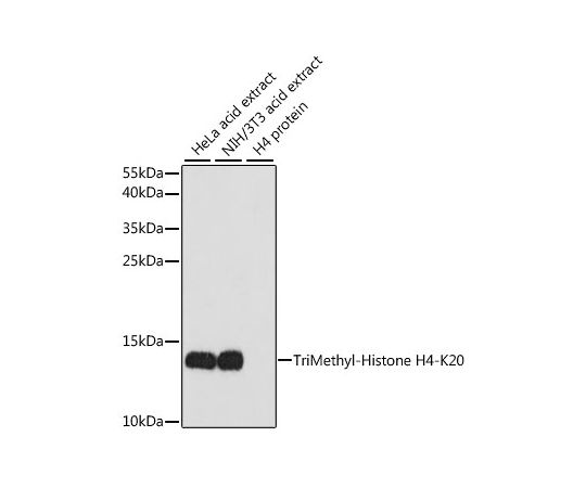 64-5470-14　TriMethyl-Histone　H4-K20　Rabbit　pAb　20uL　A2372