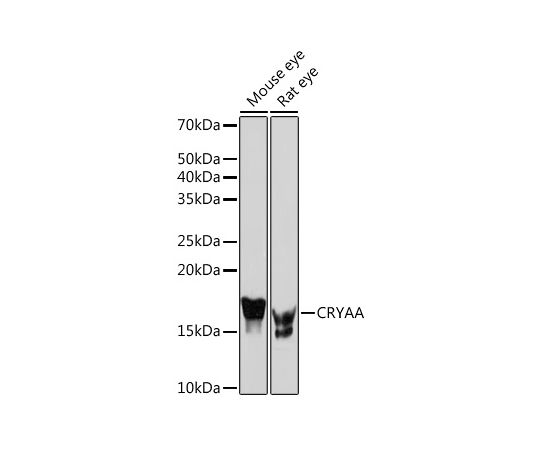 64 5521 16 Cryaa Rabbit Mab 新しく着き A5111 0ul