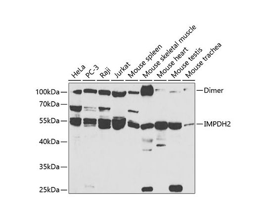 取扱を終了した商品です］IMPDH2 Rabbit pAb 50uL A5350 64-5526-42
