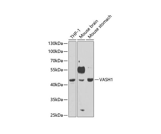 ［取扱停止］VASH1　Rabbit　pAb　100uL　A6148