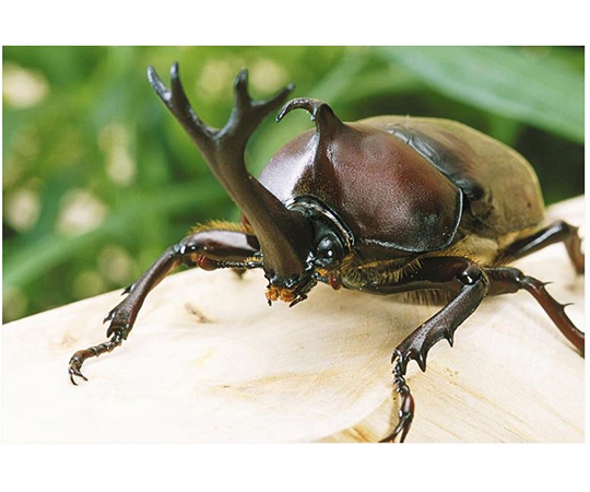 取扱を終了した商品です］カブト虫 成虫 オス （販売期間：6月15
