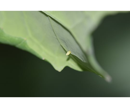 モンシロチョウの卵 販売期間 4月15日 7月15日 Axel アズワン モンシロチョウの卵 販売期間 4月15日 7月15日 Axel アズワン