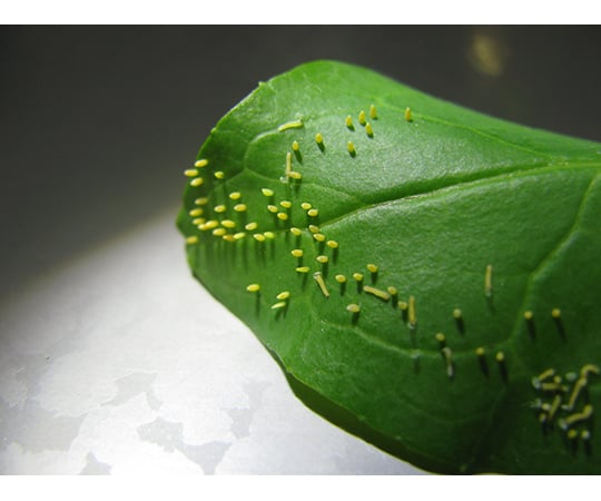 64 06 16 モンシロチョウの卵 30個 販売期間 4月15日 7月15日 Axel アズワン 64 06 16 モンシロチョウの卵 30個 販売期間 4月15日 7月15日 Axel アズワン