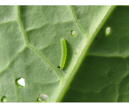 現在受注を停止している商品です］モンシロチョウの幼虫 100匹 （販売期間：4月15日～7月15日） 64-8206-25 【AXEL】 アズワン