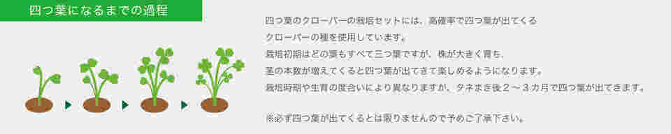 64-8281-90 みつかる四葉クローバー栽培セット GD-592 【AXEL】 アズワン