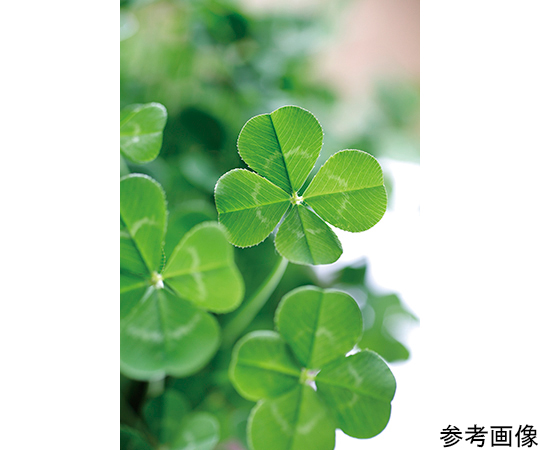 64 81 90 みつかる四葉クローバー栽培セット Gd 592 Axel アズワン 64 81 90 みつかる四葉クローバー栽培セット Gd 592 Axel アズワン