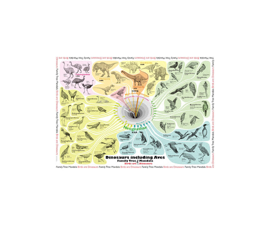 64-9142-49 系統樹ポスター（真獣類編） G40-8000-01 【AXEL