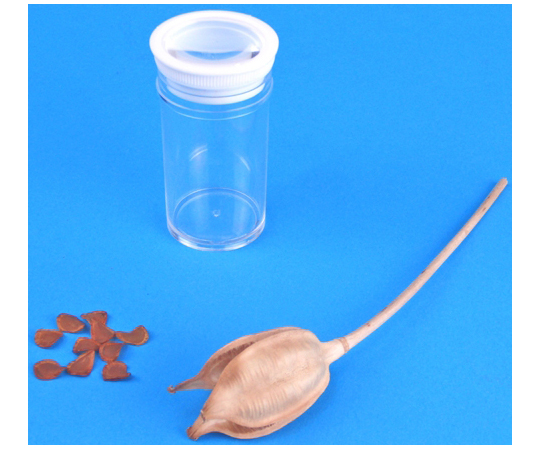 64 9148 29 チューリップの種子観察セット L55 7908 Axel アズワン 64 9148 29 チューリップの種子観察セット L55 7908 Axel アズワン