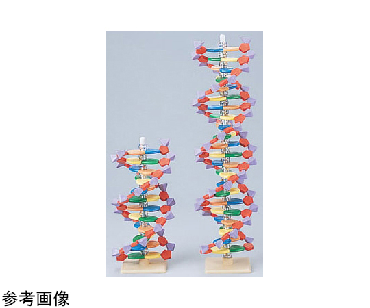ミニDNA分子模型キット（12層）　M60-1191